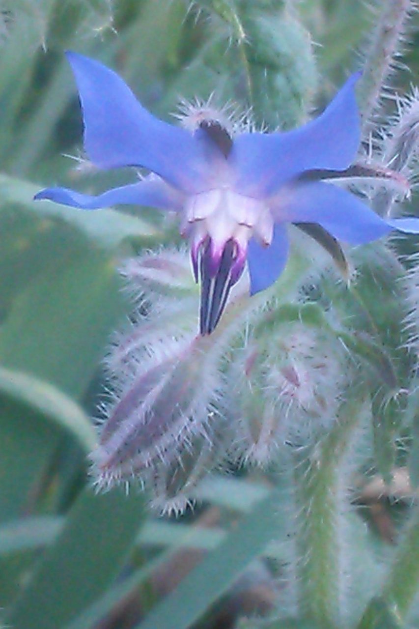 borage 