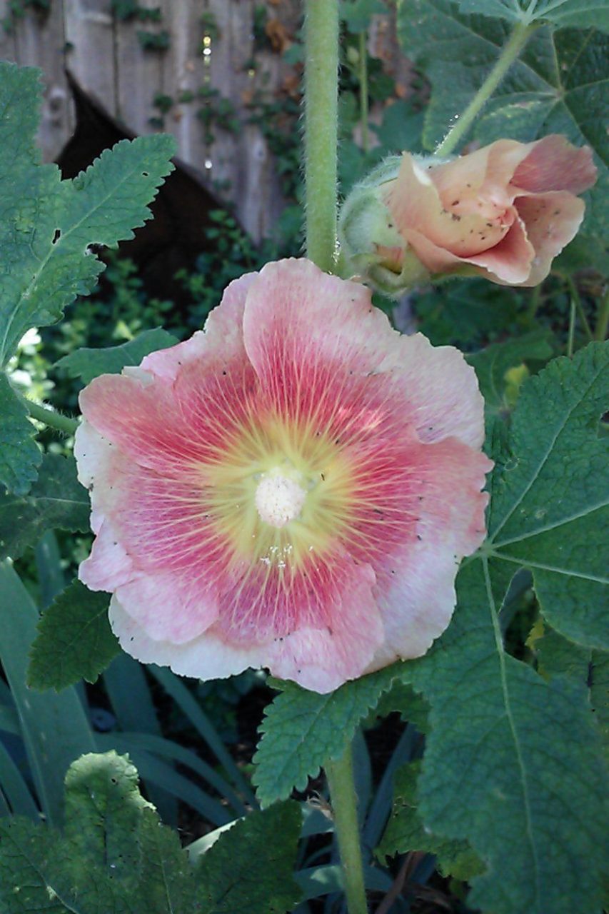 hollyhock