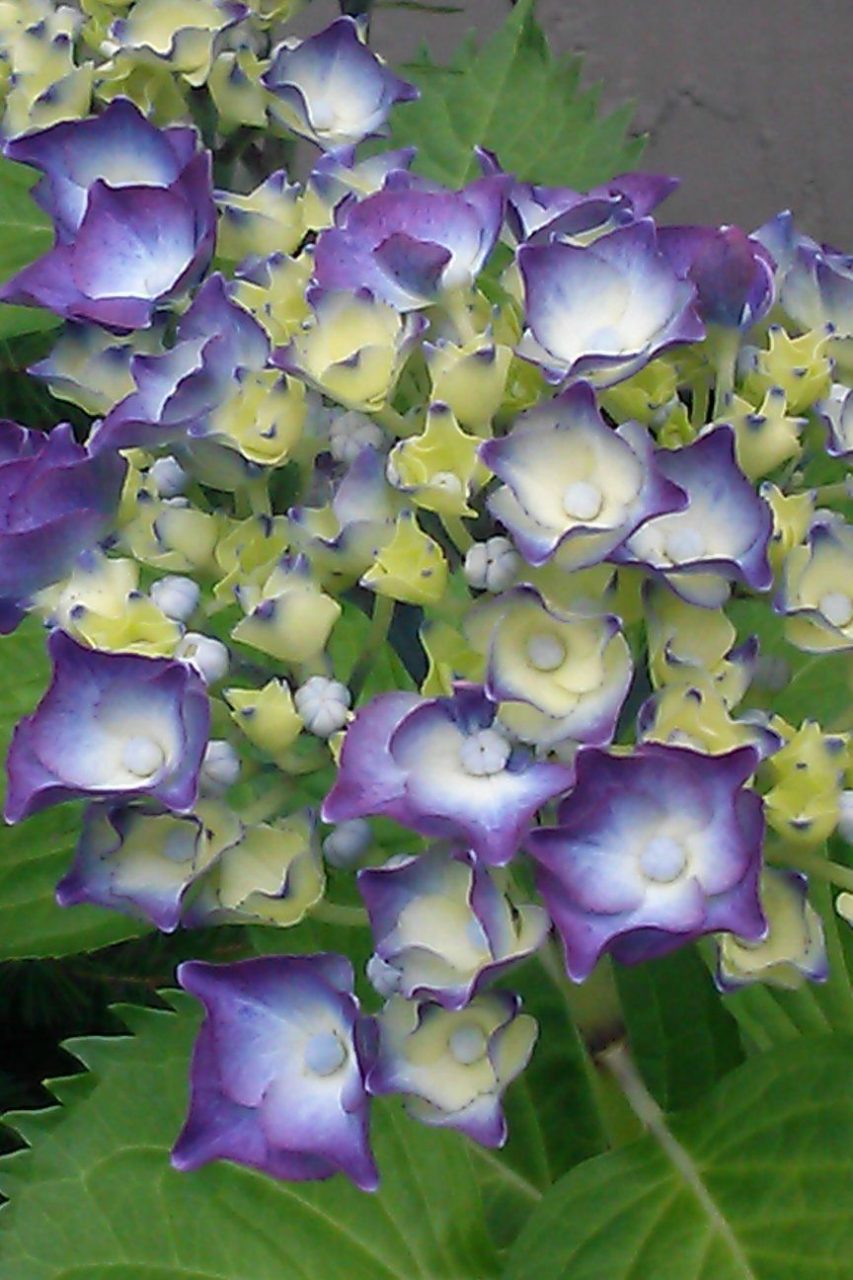 hydrangea