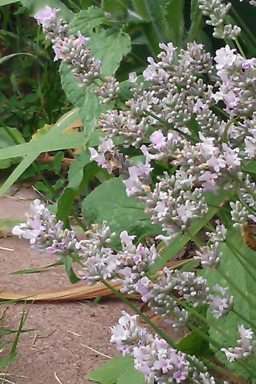 lavender is a bees feast