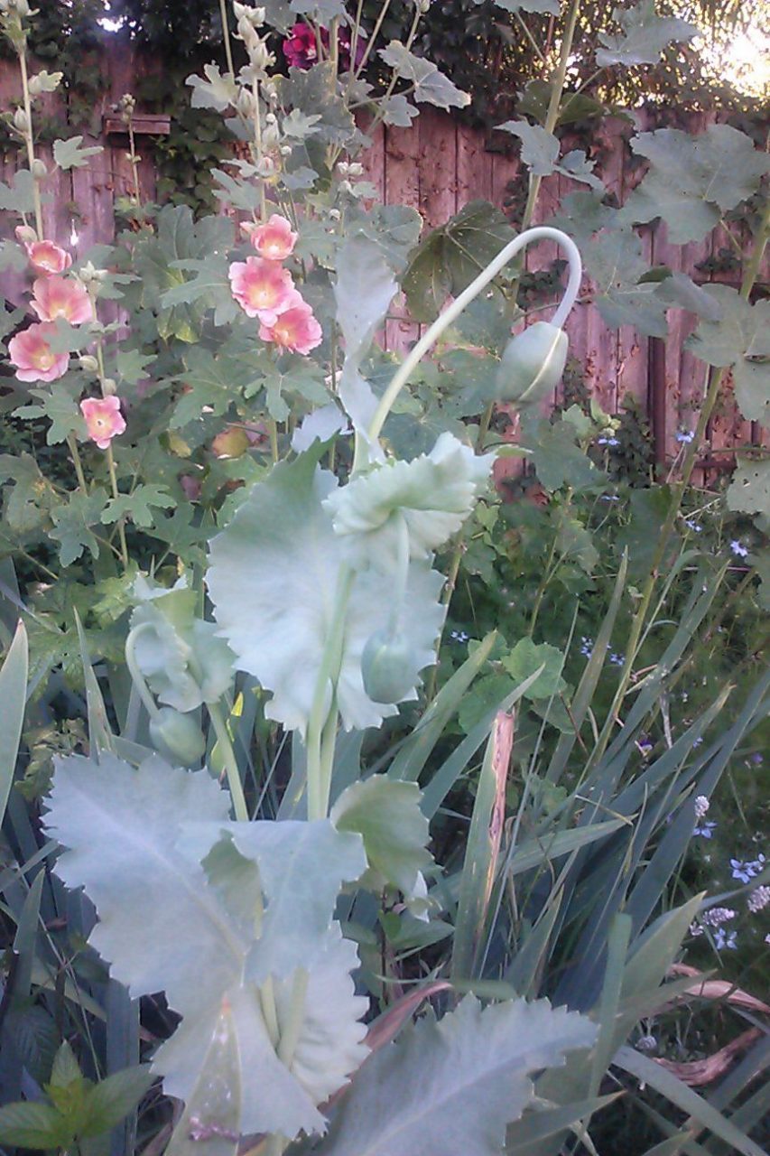 papaver somniferum