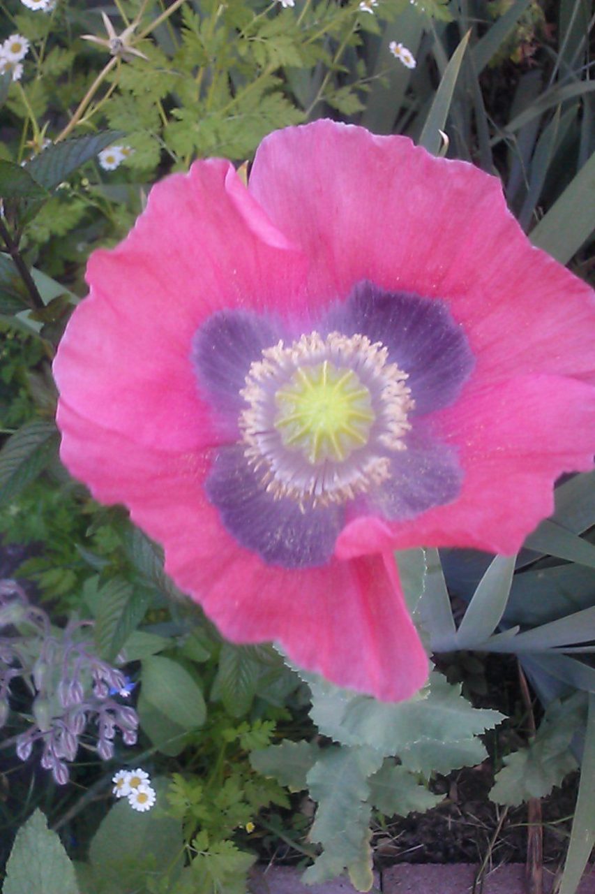 Papaver somniferum bloom