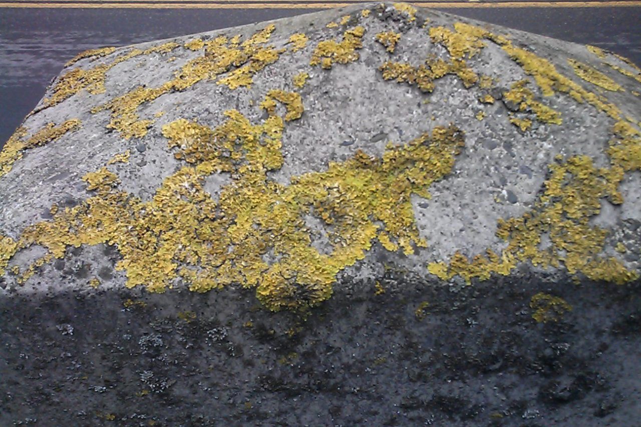 concrete lichen