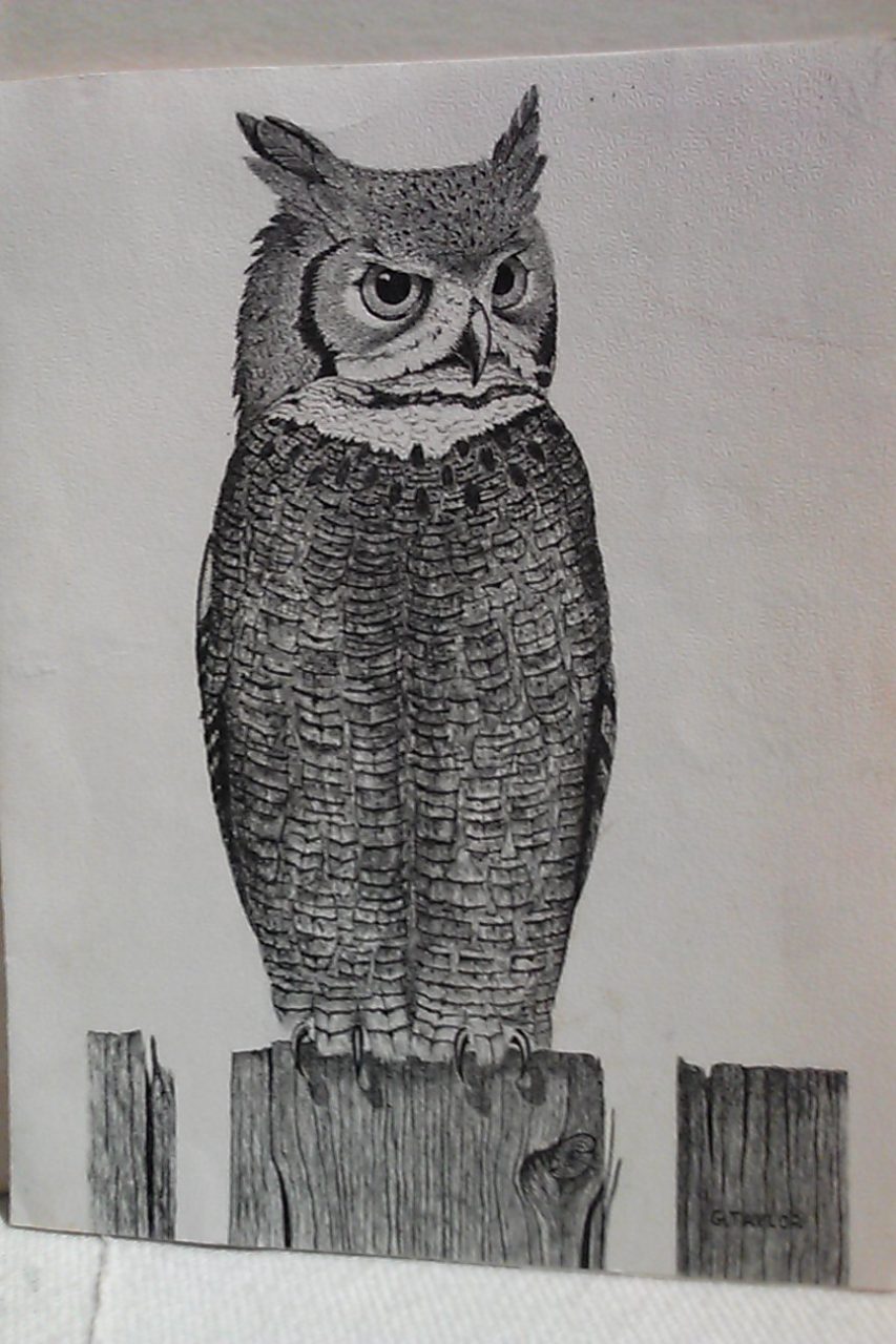 owl