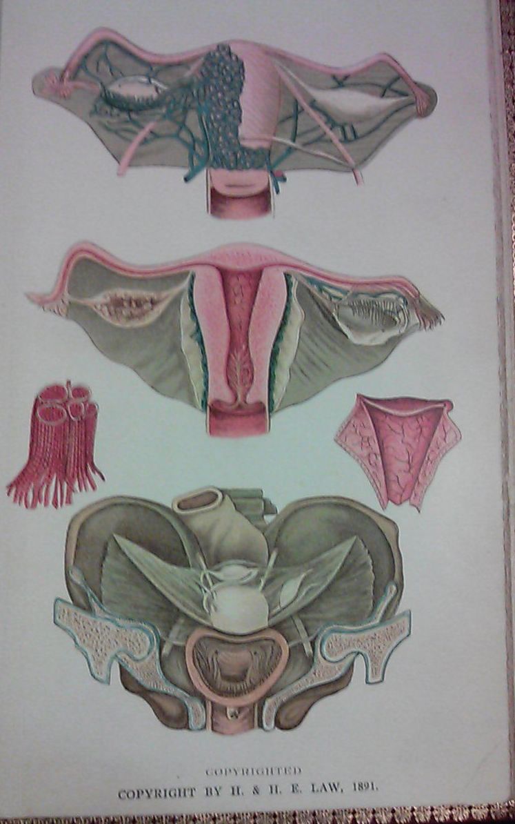 uterus