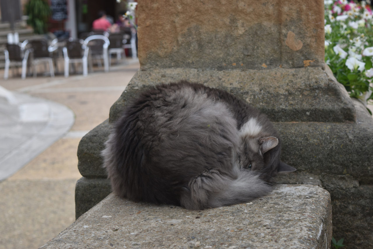 cat